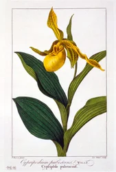 Cypripedium, 1836 (håndfarget gravering)